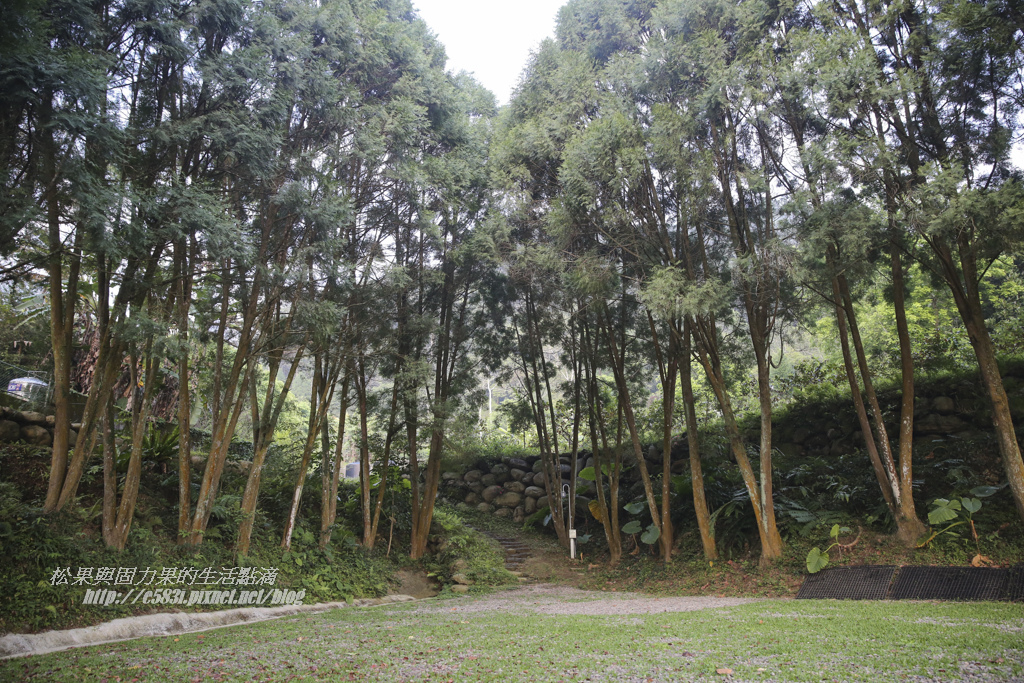 D-樹林.JPG D-樹林.JPG