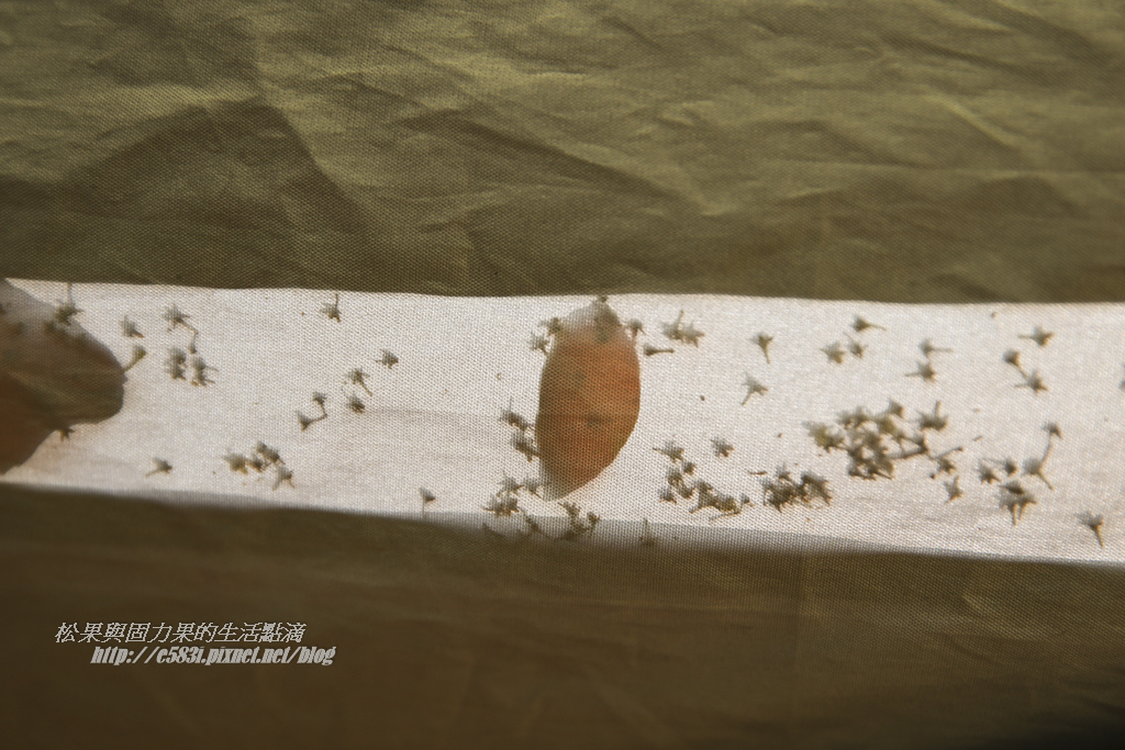 南庄露露Day3-13.JPG 南庄露露Day3-13.JPG