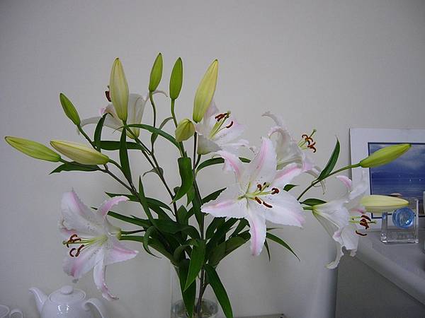 2009.11.20百合花的樣子2.JPG