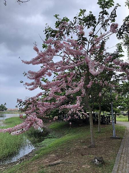 【高雄景點】美濃湖