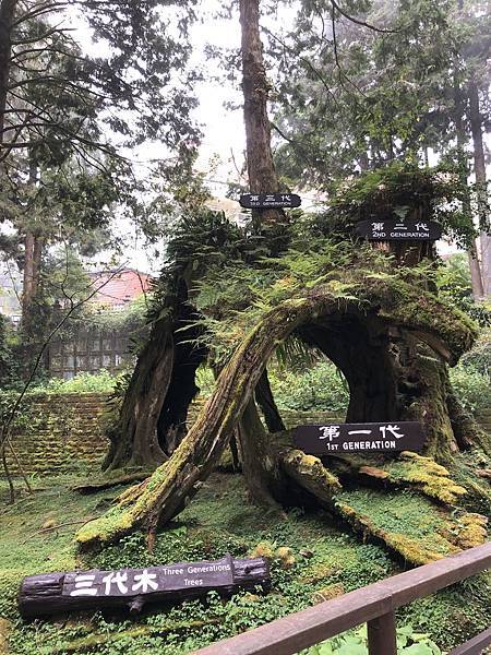 【嘉義景點】阿里山國家森林遊樂區