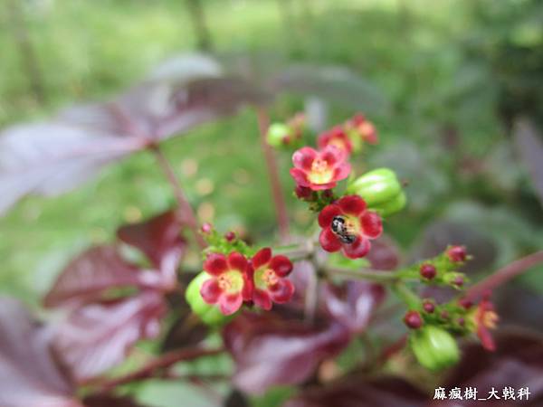 IMG_1652_麻瘋樹_大戟科(19).JPG