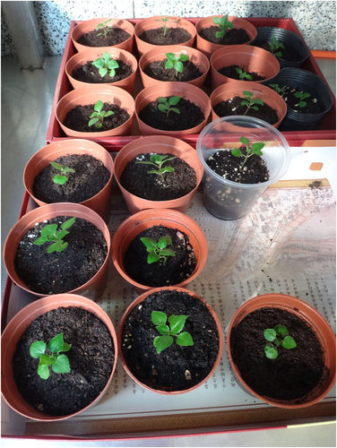 非洲鳳仙花 種子繁殖篇 拈花惹草 庭 看 聽 痞客邦 非洲鳳仙花 種子繁殖篇 拈花惹草 庭 看 聽 痞客邦