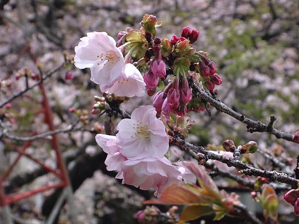 阿里山-櫻花季(43).JPG