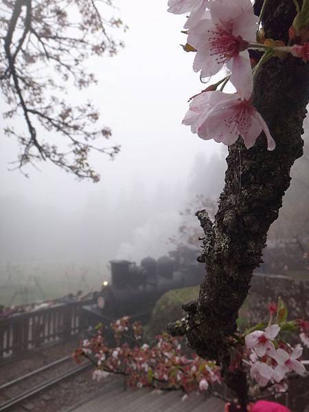 阿里山-櫻花季(59).JPG