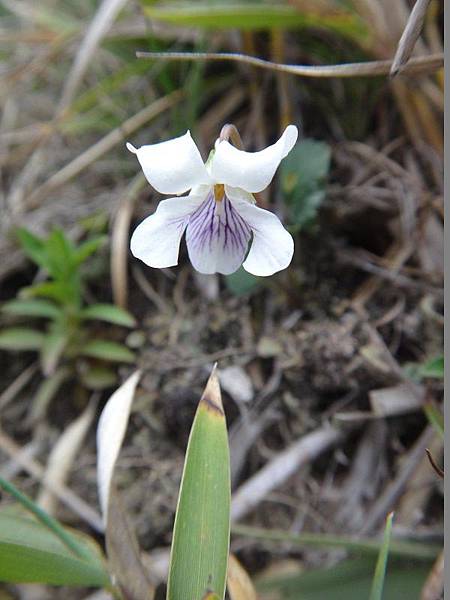 堇菜科_喜岩堇菜(11)-石門山.JPG