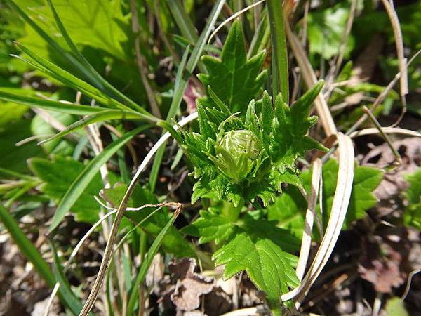 菊科_玉山薊(11)-往小風口.JPG