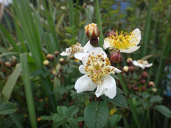 薔薇科_高山薔薇-(18).JPG