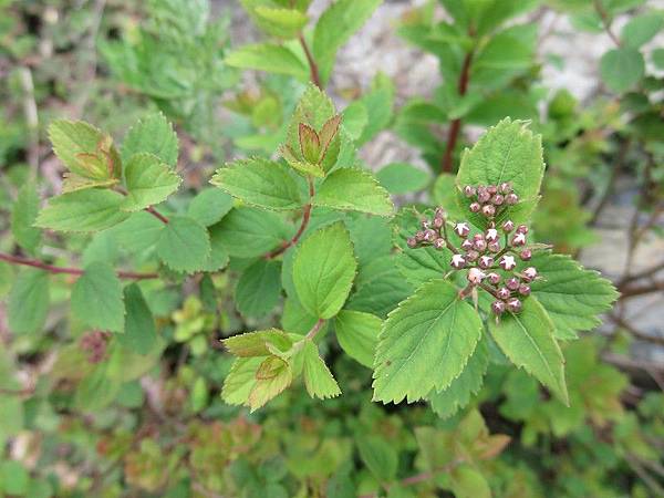 薔薇科-玉山繡線菊 -山莊公路旁  (2).JPG