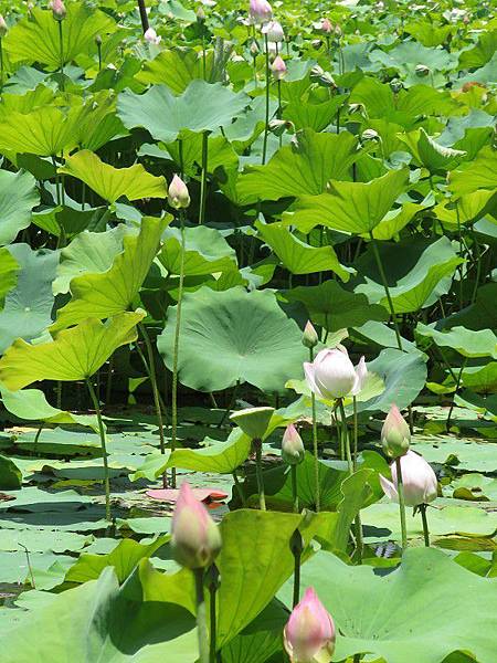 荷花_東勢林業處 (23).JPG