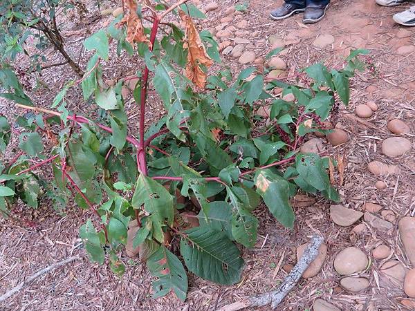 商陸科_日本商陸_大肚山(11).JPG