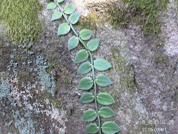 05-拎壁龍_茜草科(13)_獅頭山.JPG