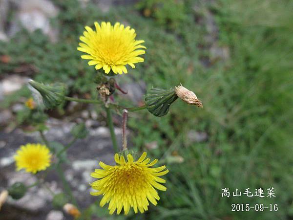 菊科_高山毛連菜(114).JPG