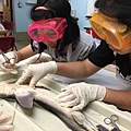 0721SharkDissection_180723_0029.jpg