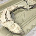 0721SharkDissection_180723_0068.jpg