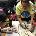 0721SharkDissection_180723_0081.jpg