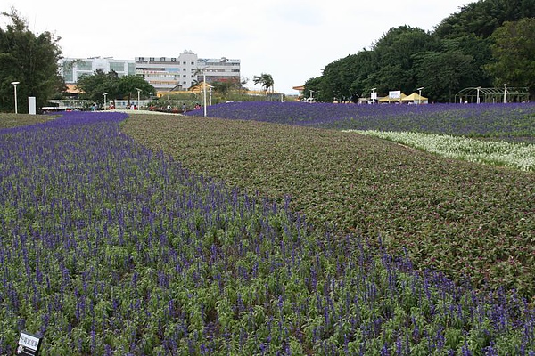 圓山花海之二