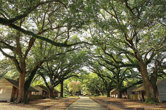 Oak Alley Plantation