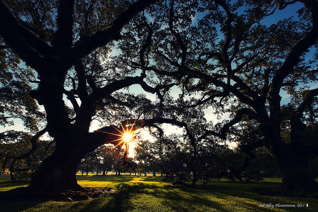 Oak Alley Plantation