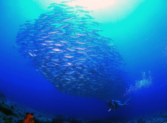 Apo Island