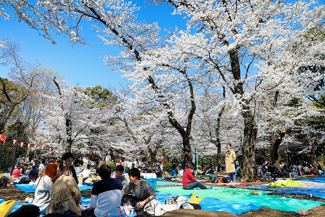 2018 東京櫻花