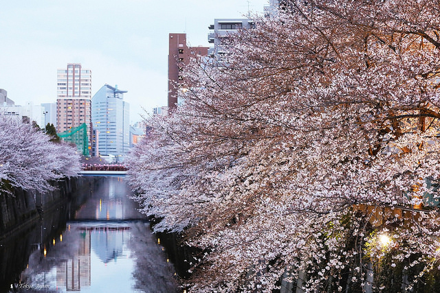 2018 東京櫻花