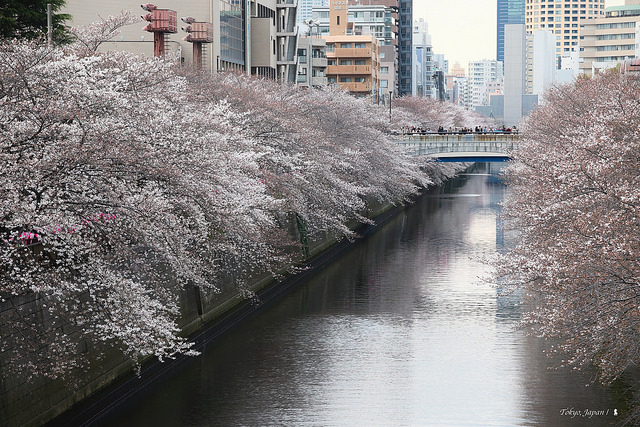 2018 東京櫻花