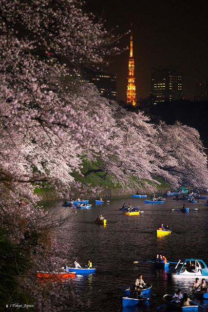 2018 東京櫻花