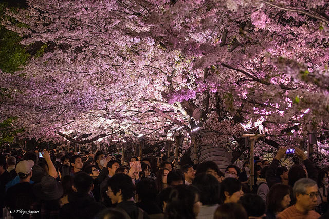 2018 東京櫻花