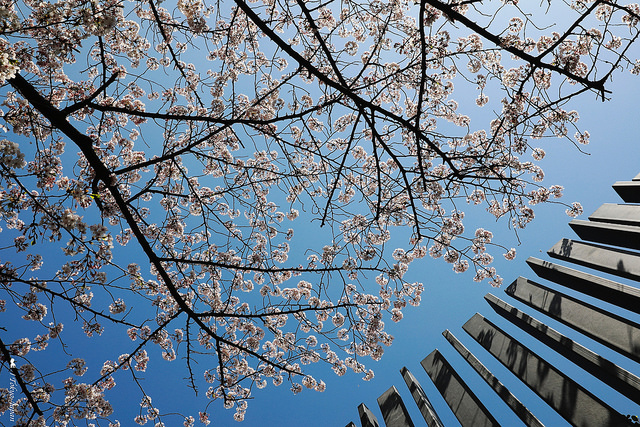 2018 東京櫻花