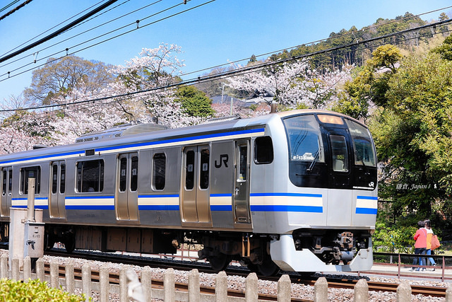 2018 東京櫻花