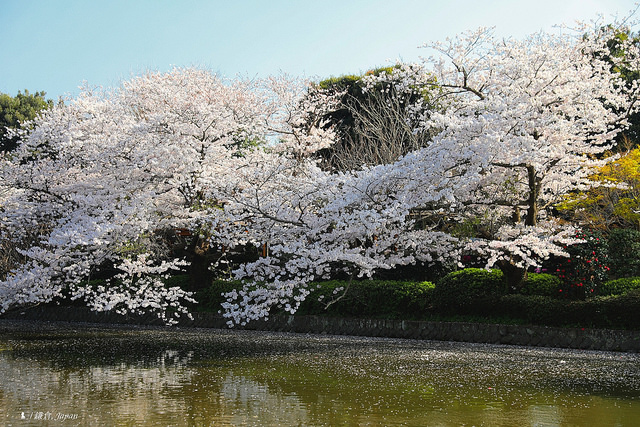 2018 東京櫻花