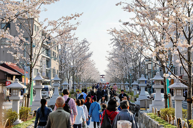 2018 東京櫻花