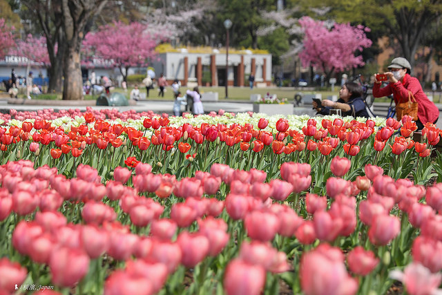 2018 東京櫻花