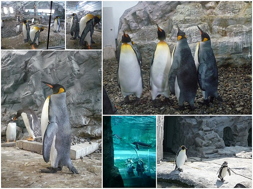 你拍攝的 旭山動物園10。