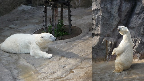 你拍攝的 旭山動物園8。