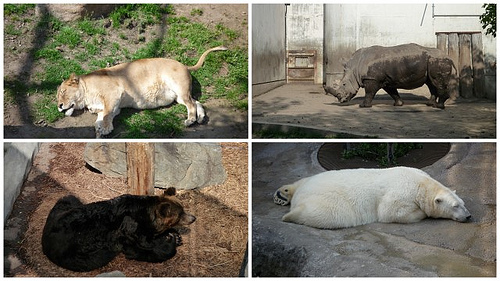 你拍攝的 旭山動物園1。