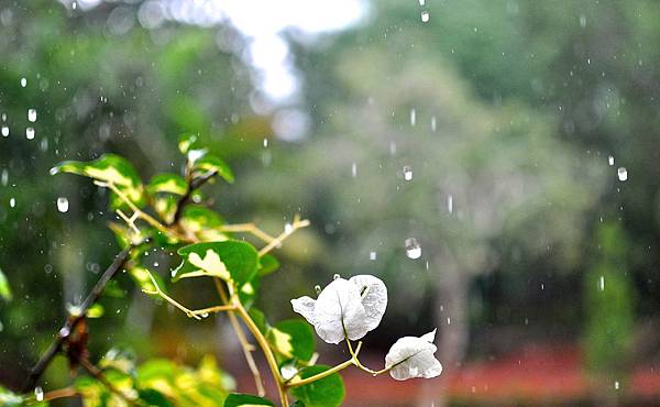 bougainvillea-201488_1920.jpg