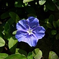 藍星花Oxypetalum caeruleum