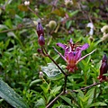 山油點草Tricyrtis stolonifera