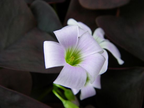 紫葉酢漿草的花