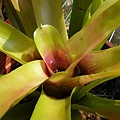 Neoregelia  (Fire ball)x (compacta)