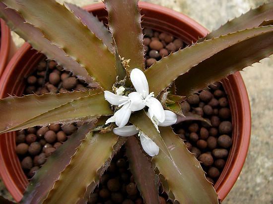 Cryptanthus warren loose