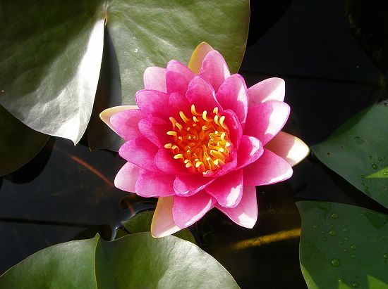 Nymphaea 'Ellisiana'