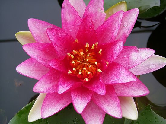 Nymphaea 'Ellisiana'
