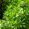 南仁節節菜Rotala wallichii 