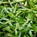 小竹葉,小艾克草Heteranthera zosterifolia 