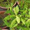 腺花毛蓼,八字蓼Polygonum pubescens