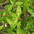 腺花毛蓼,八字蓼Polygonum pubescens
