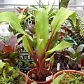 Aechmea tayoensis